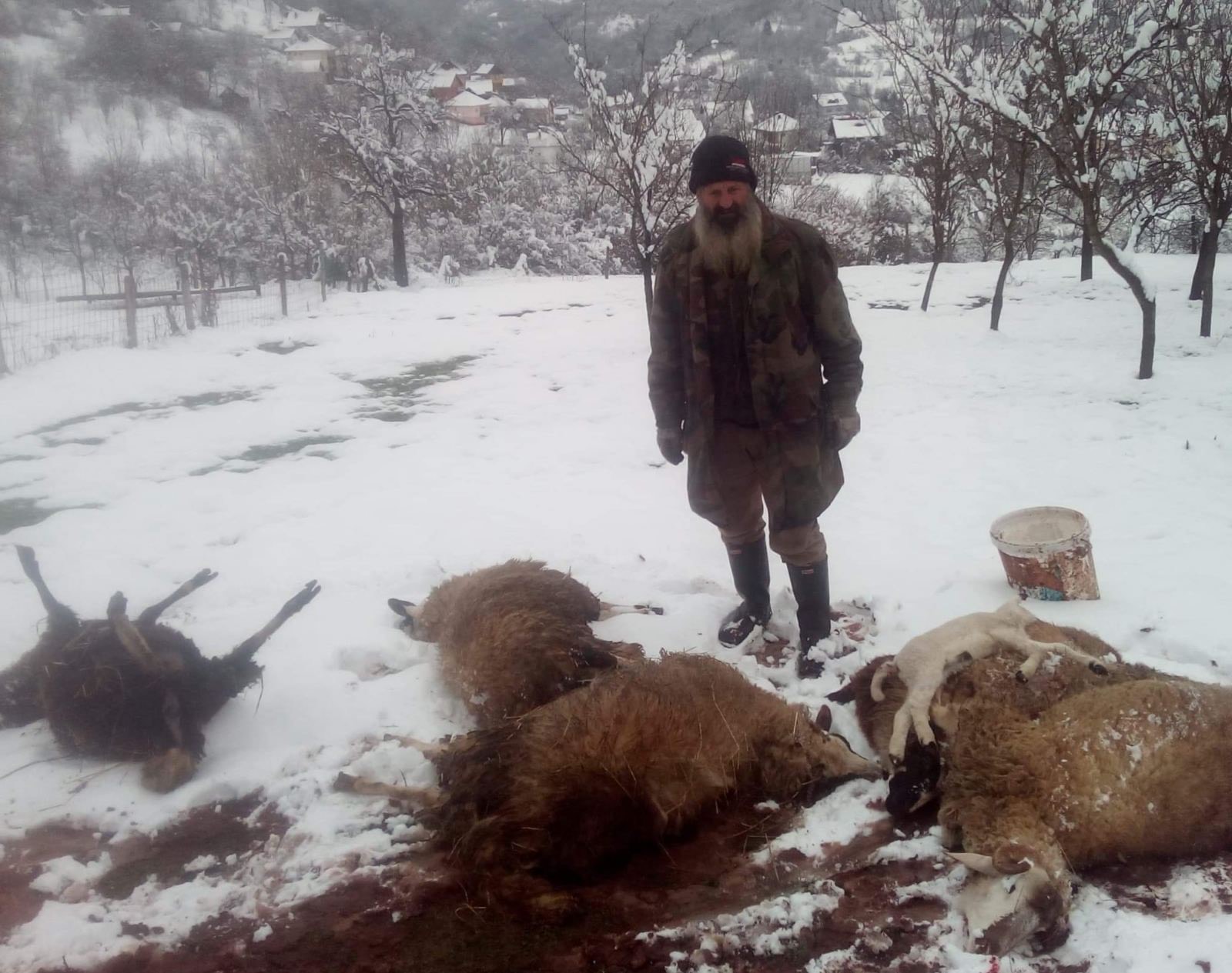 Ovce povratnika u N. Goražde uginule iz nepoznatog razloga
